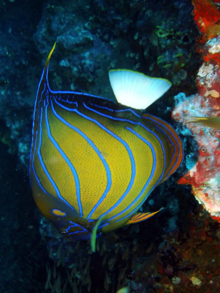SIMILAN NOV 2008 .PHOTO LORAN (122).JPG