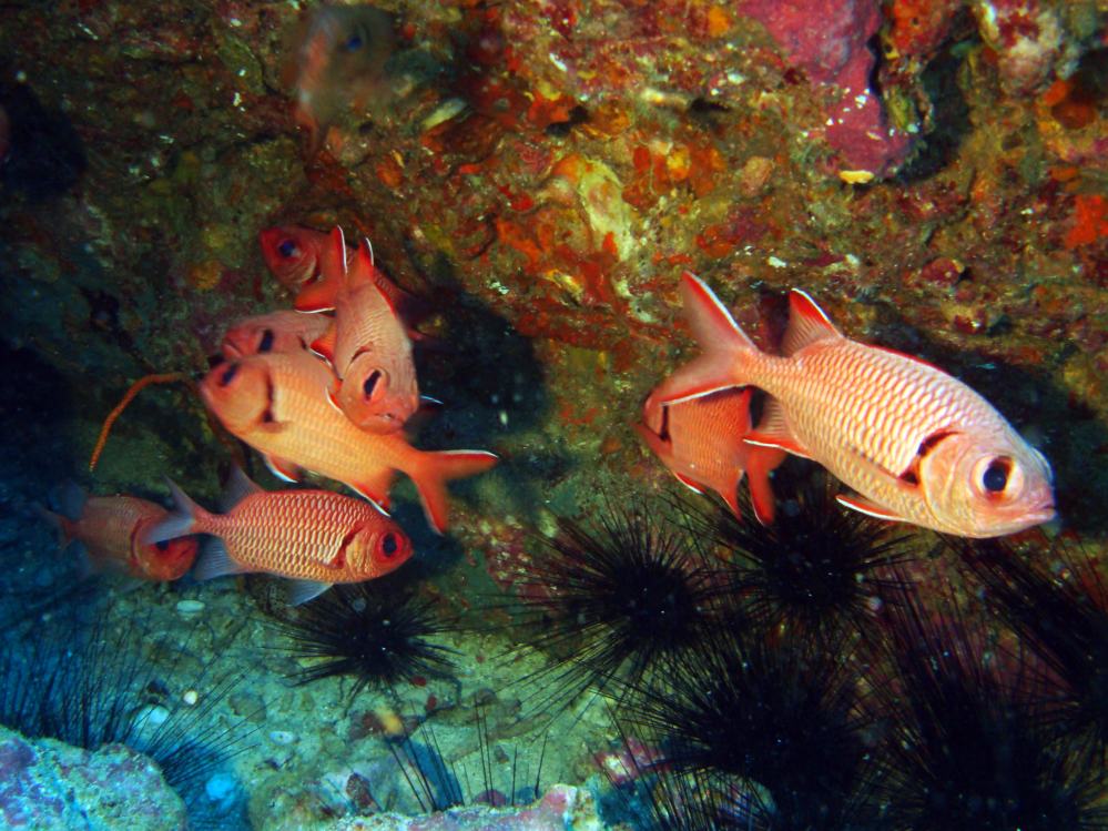 SIMILAN NOV 2008 .PHOTO LORAN (124).JPG