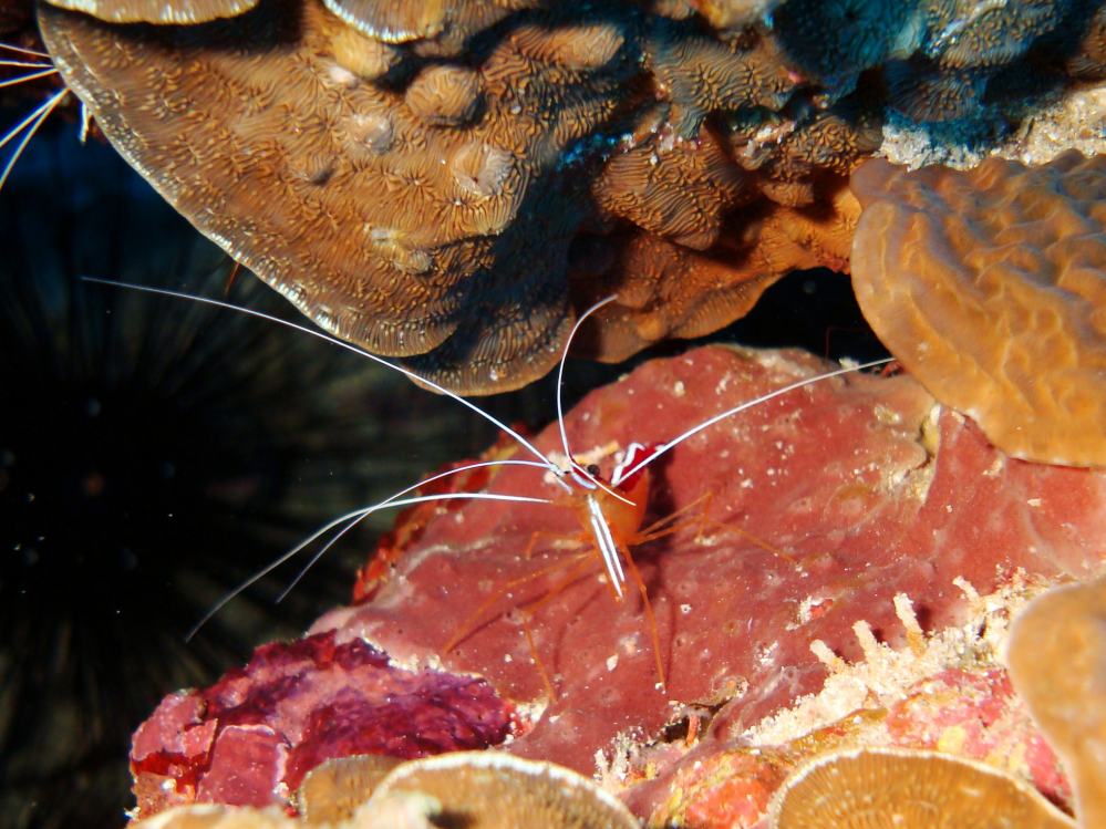 SIMILAN NOV 2008 .PHOTO LORAN (125).JPG