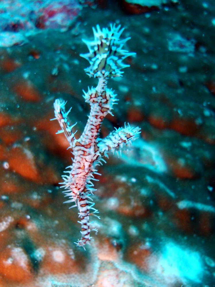 SIMILAN NOV 2008 .PHOTO LORAN (127).JPG