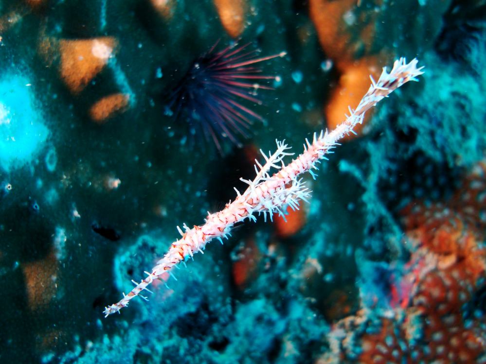 SIMILAN NOV 2008 .PHOTO LORAN (128).JPG