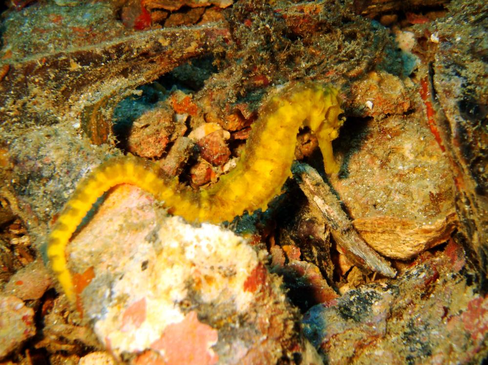 SIMILAN NOV 2008 .PHOTO LORAN (132).JPG