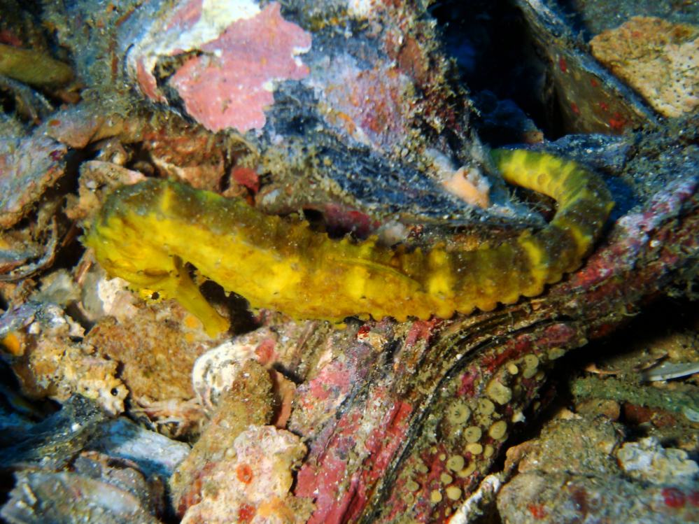 SIMILAN NOV 2008 .PHOTO LORAN (135).JPG