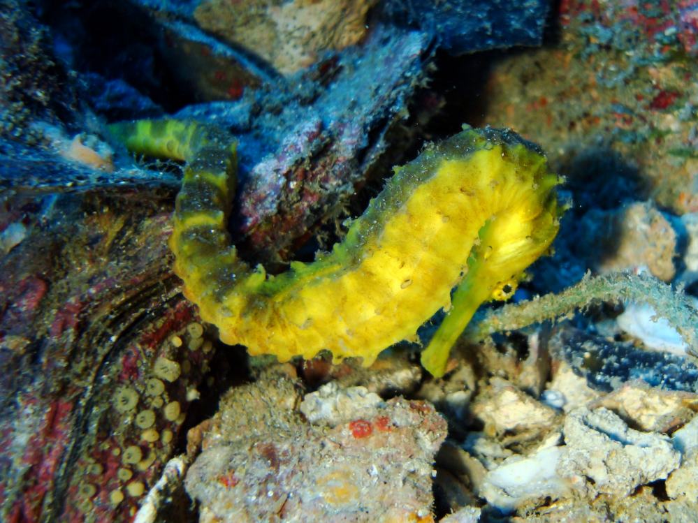 SIMILAN NOV 2008 .PHOTO LORAN (136).JPG