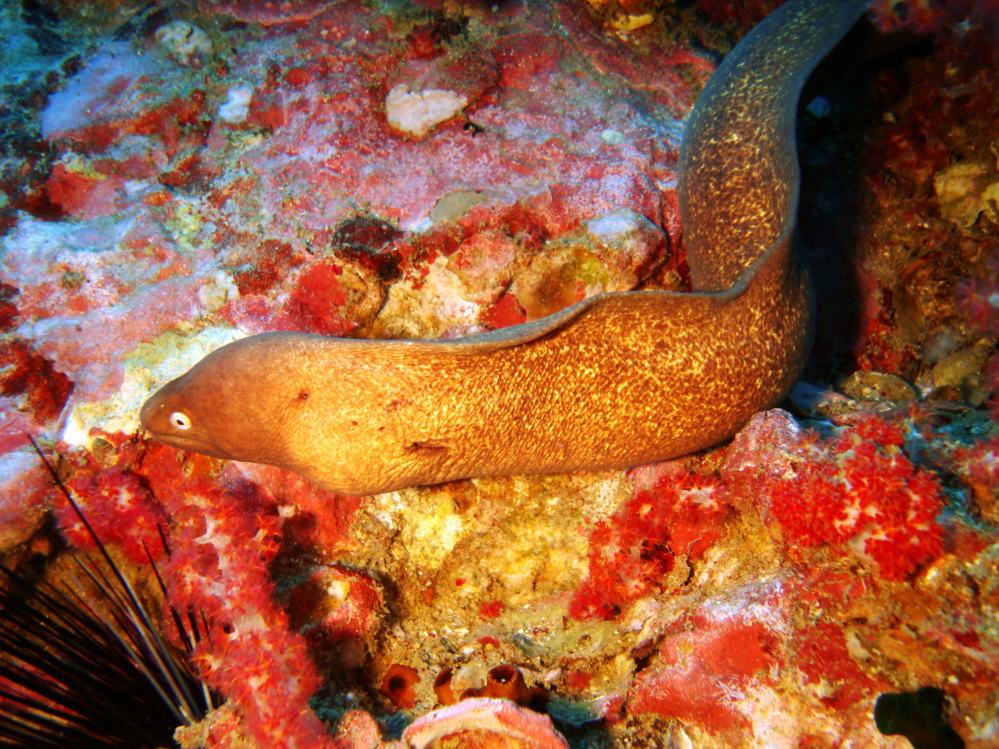 SIMILAN NOV 2008 .PHOTO LORAN (137).JPG