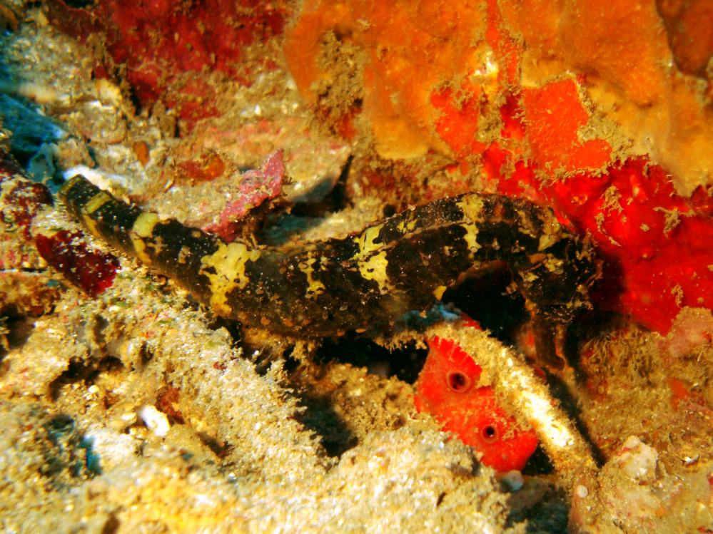 SIMILAN NOV 2008 .PHOTO LORAN (138).JPG