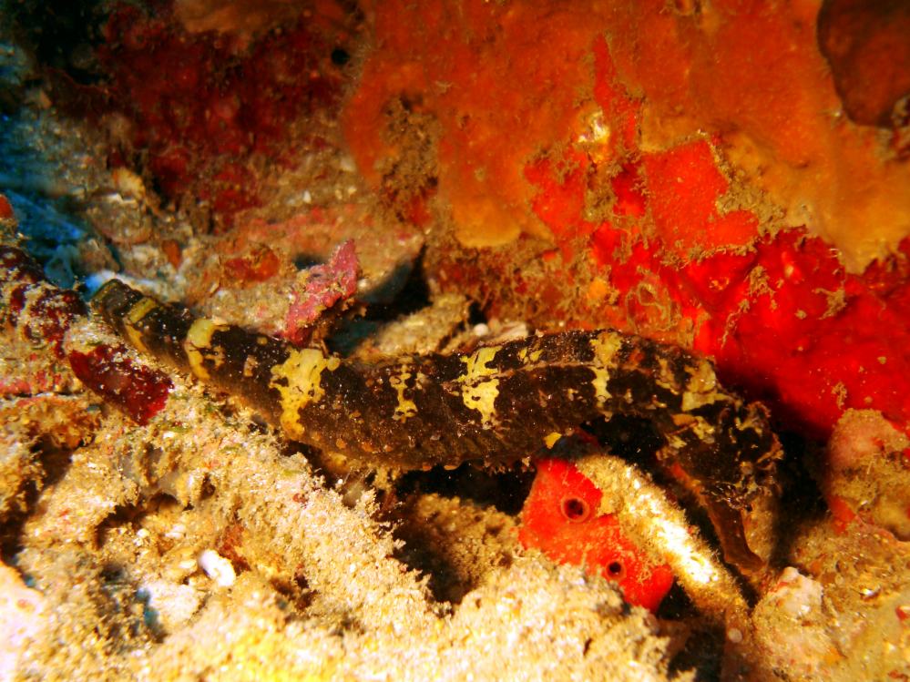 SIMILAN NOV 2008 .PHOTO LORAN (139).JPG