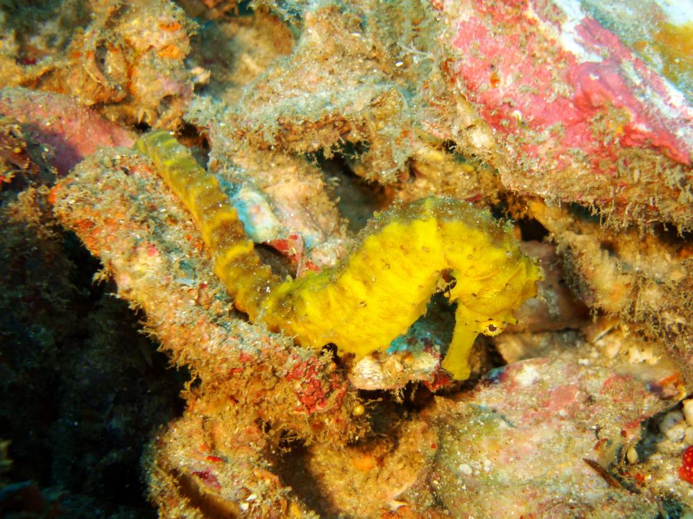 SIMILAN NOV 2008 .PHOTO LORAN (143).JPG