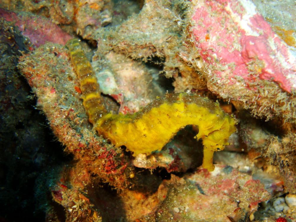 SIMILAN NOV 2008 .PHOTO LORAN (144).JPG