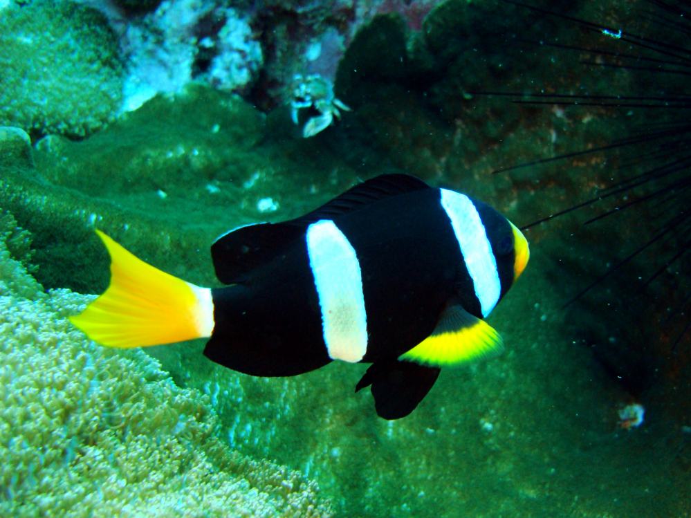 SIMILAN NOV 2008 .PHOTO LORAN (148).JPG
