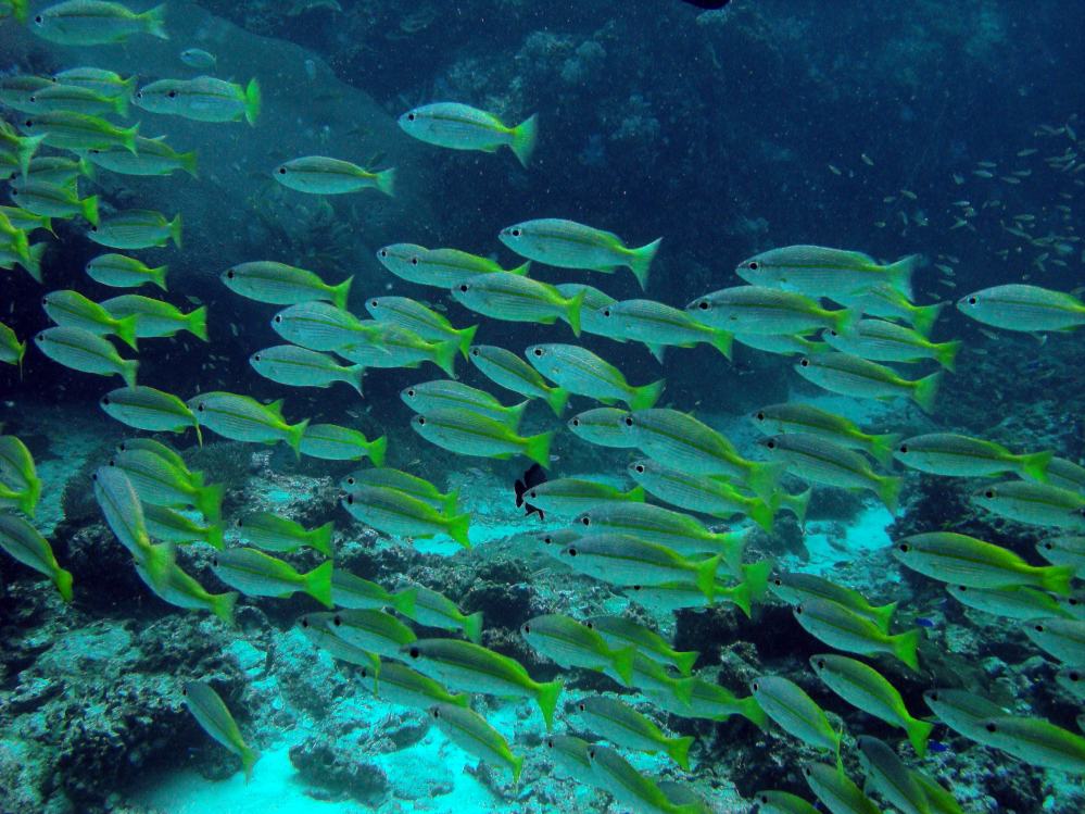SIMILAN NOV 2008 .PHOTO LORAN (150).JPG