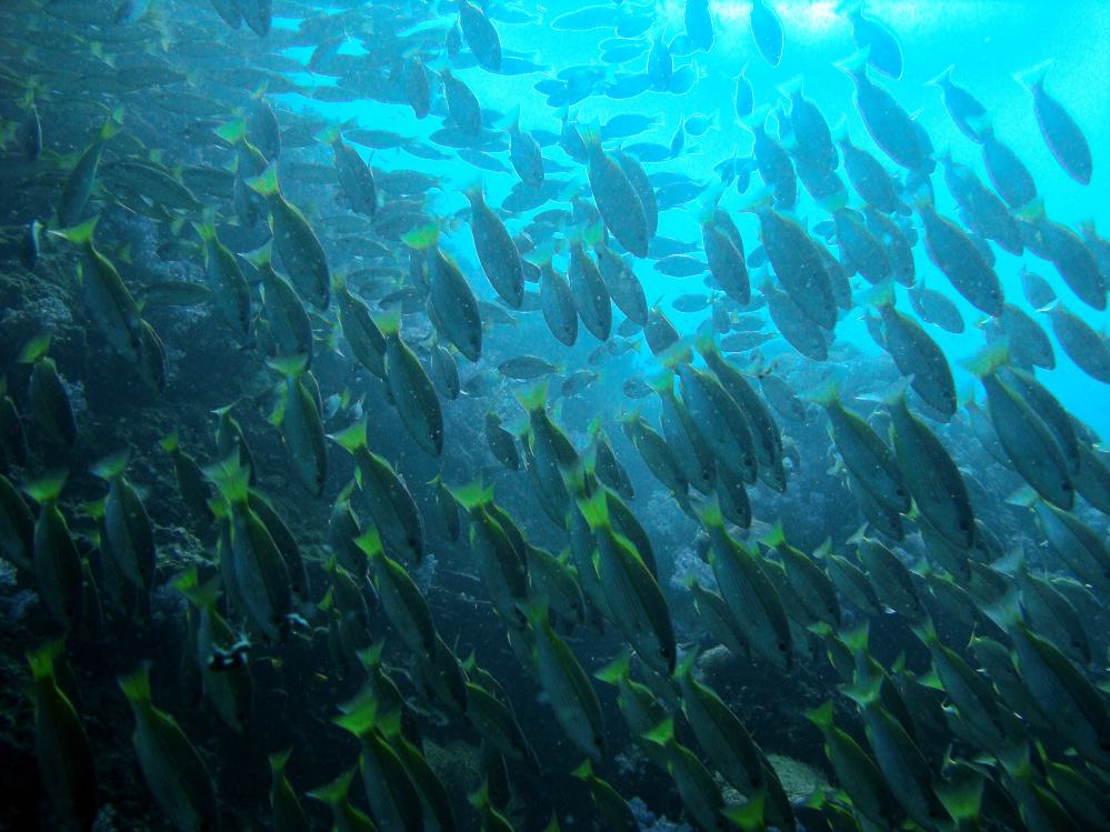 SIMILAN NOV 2008 .PHOTO LORAN (155).JPG