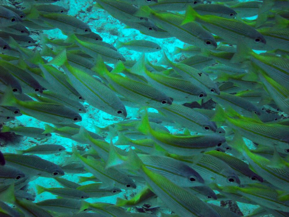 SIMILAN NOV 2008 .PHOTO LORAN (156).JPG