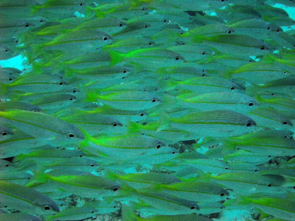 SIMILAN NOV 2008 .PHOTO LORAN (157).JPG