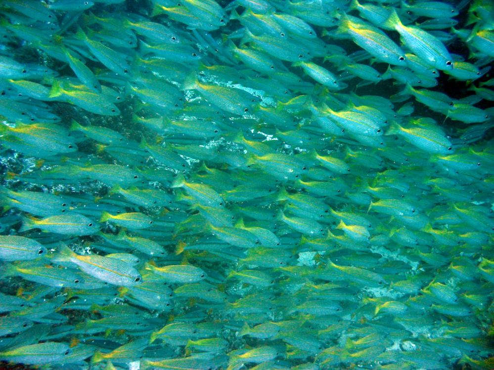 SIMILAN nov  2008 .PHOTO ARNOLD (43).JPG
