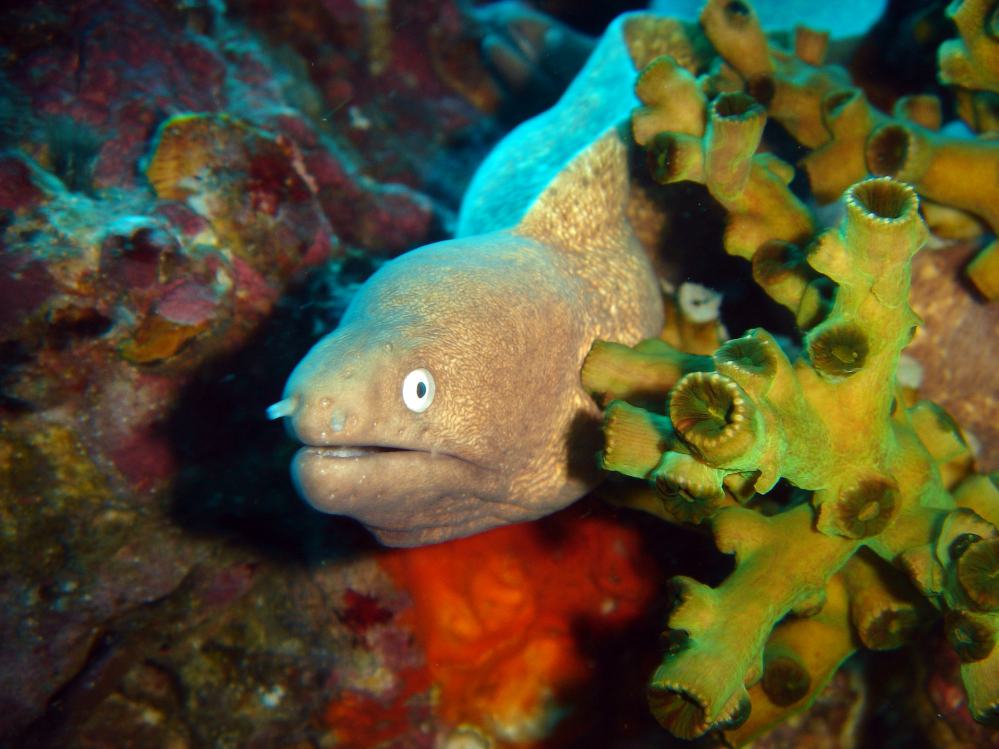 SIMILAN nov  2008 .PHOTO PHILIPPE (72).JPG