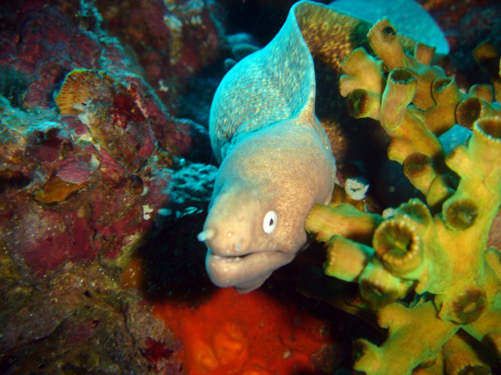 SIMILAN nov  2008 .PHOTO PHILIPPE (73).JPG