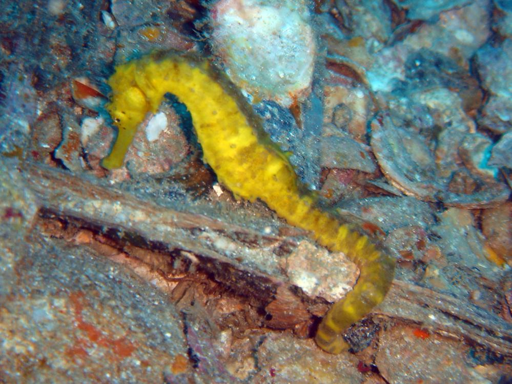 SIMILAN nov  2008 .PHOTO PHILIPPE (75).JPG