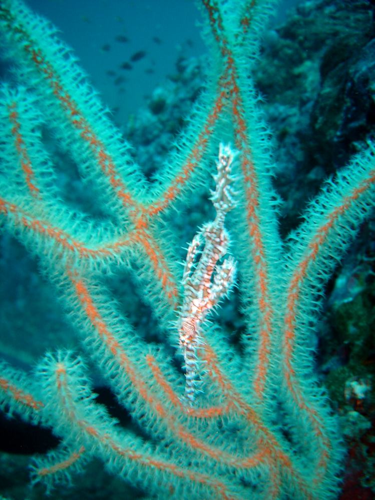 SIMILAN nov  2008 .PHOTO PHILIPPE (77).JPG