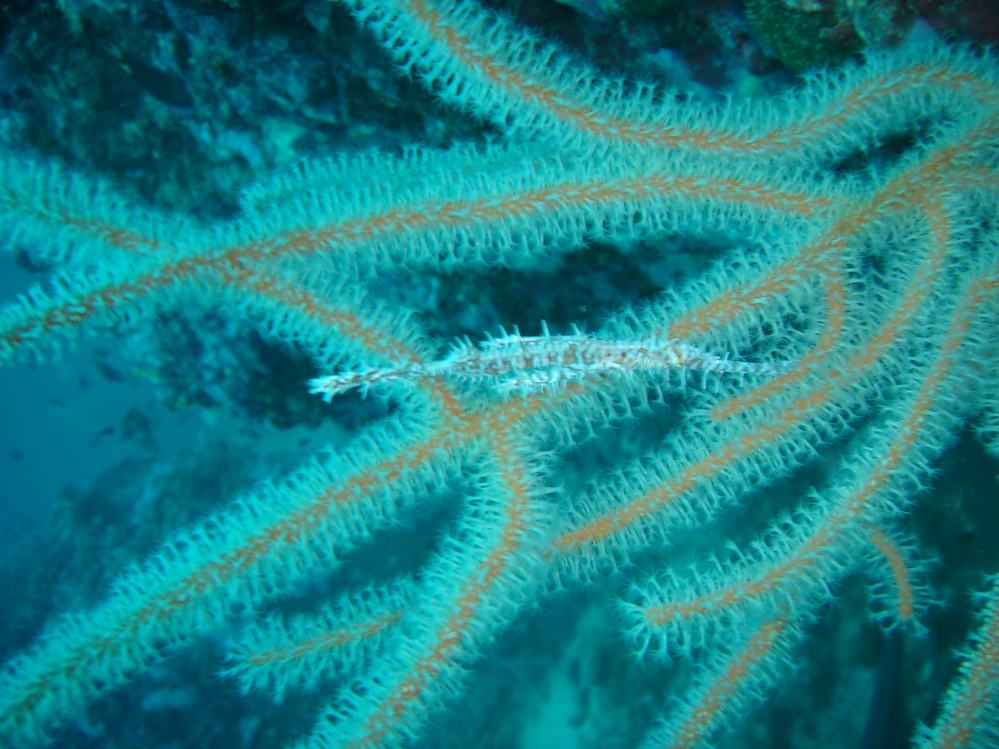 SIMILAN nov  2008 .PHOTO PHILIPPE (78).JPG