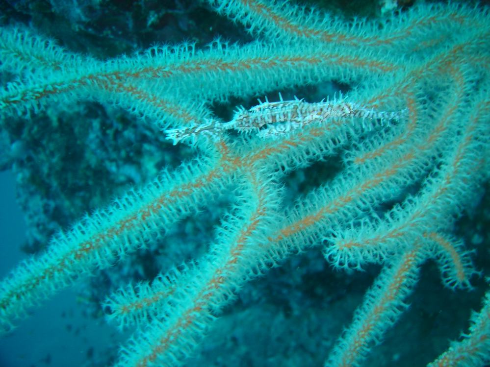 SIMILAN nov  2008 .PHOTO PHILIPPE (79).JPG