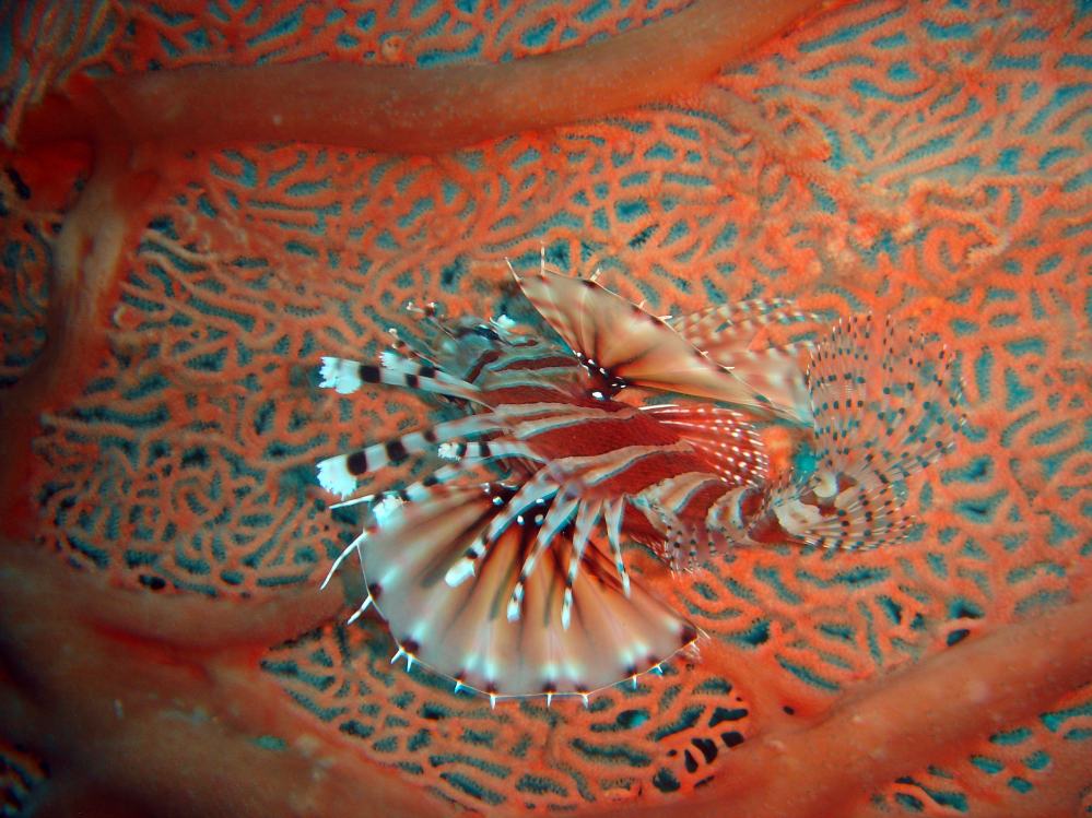 SIMILAN nov  2008 .PHOTO PHILIPPE (80).JPG