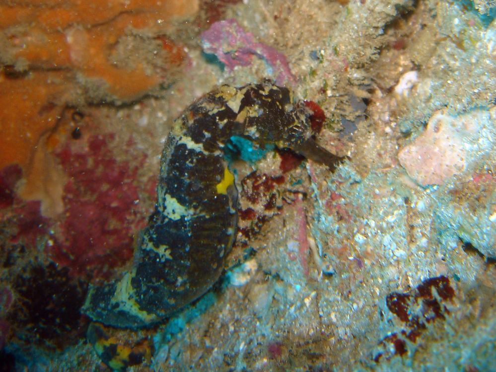 SIMILAN nov  2008 .PHOTO PHILIPPE (82).JPG