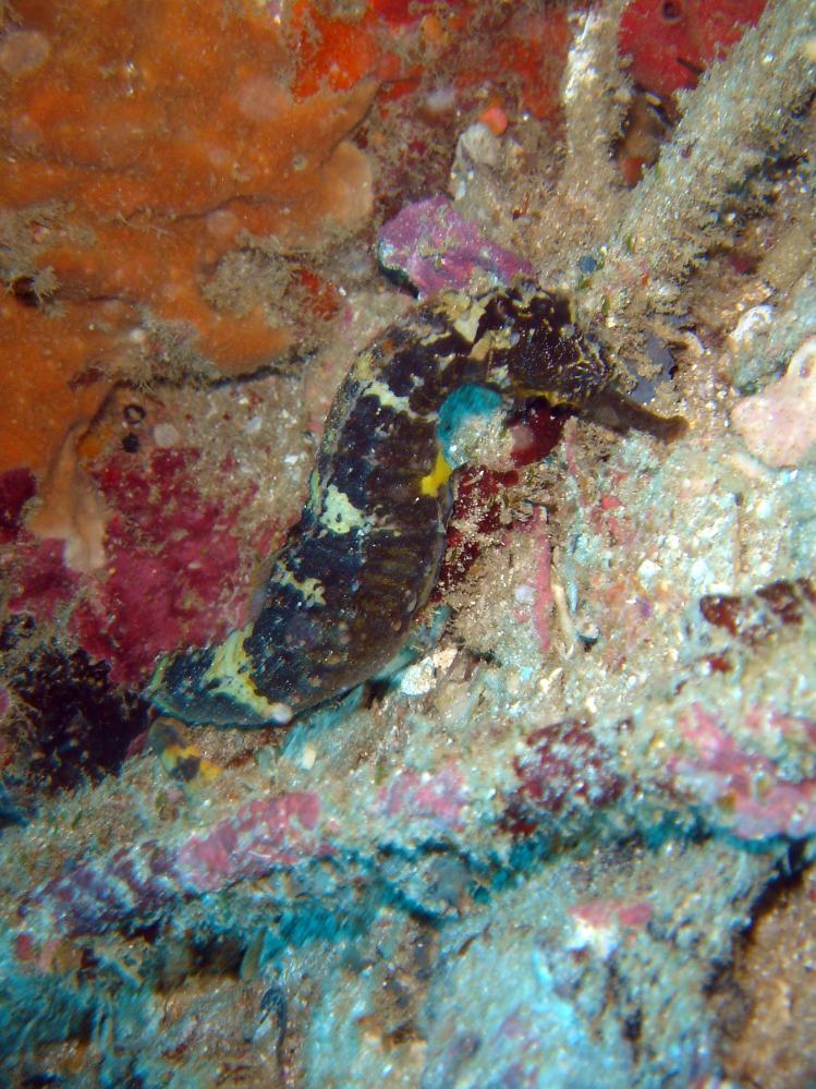 SIMILAN nov  2008 .PHOTO PHILIPPE (83).JPG