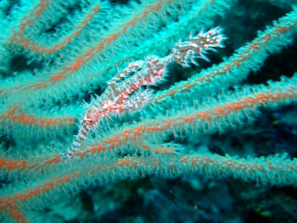 SIMILAN nov  2008 .PHOTO PHILIPPE (87).JPG