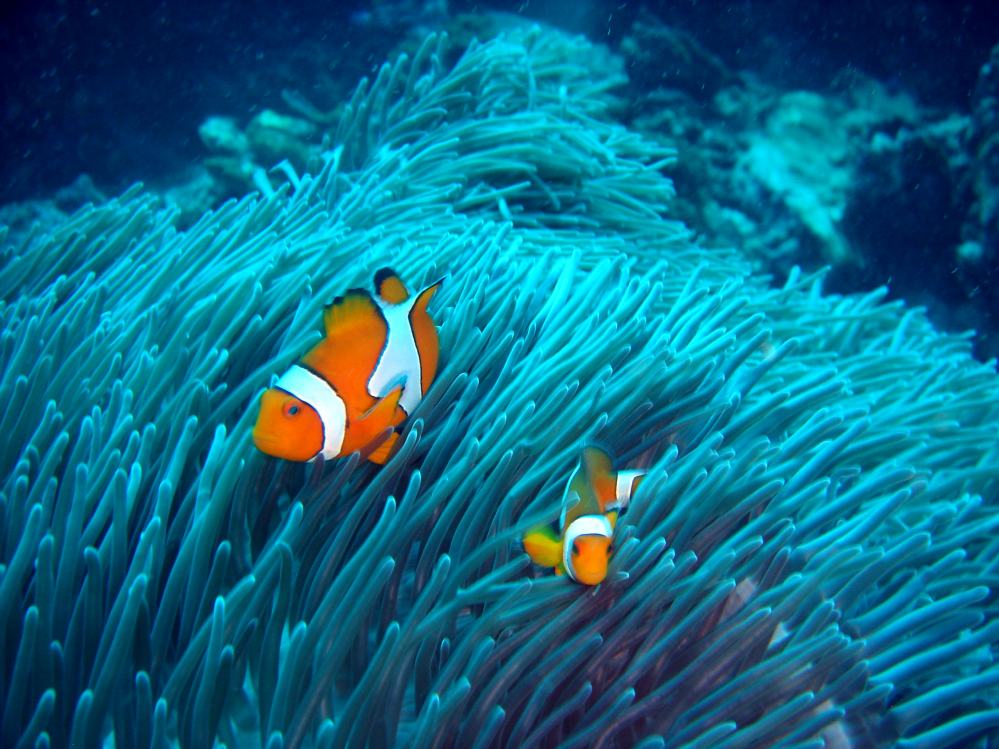 SIMILAN nov  2008 .PHOTO PHILIPPE (89).JPG