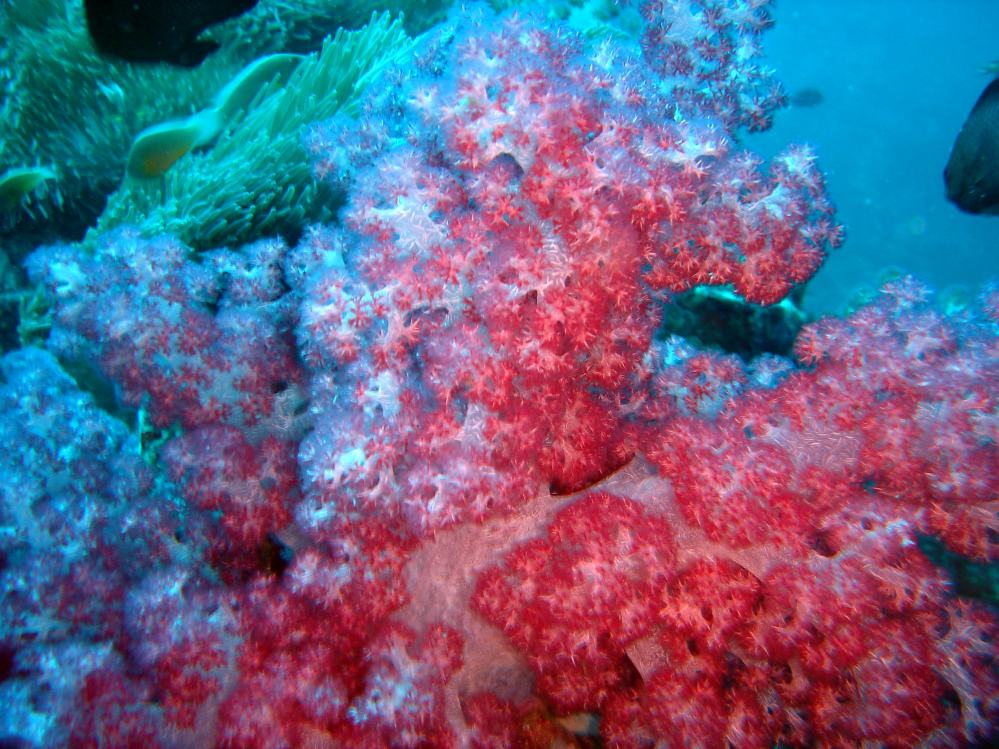 SIMILAN nov  2008 .PHOTO PHILIPPE (91).JPG