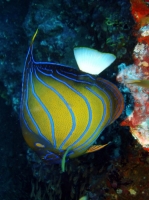 SIMILAN NOV 2008 .PHOTO LORAN (122).JPG