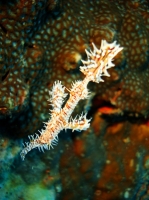 SIMILAN NOV 2008 .PHOTO LORAN (130).JPG