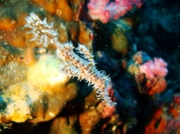 SIMILAN NOV 2008 .PHOTO LORAN (131).JPG
