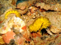SIMILAN NOV 2008 .PHOTO LORAN (134).JPG