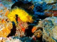 SIMILAN NOV 2008 .PHOTO LORAN (141).JPG