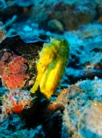 SIMILAN NOV 2008 .PHOTO LORAN (142).JPG