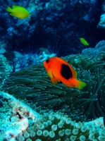 SIMILAN NOV 2008 .PHOTO LORAN (145).JPG