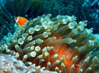 SIMILAN NOV 2008 .PHOTO LORAN (146).JPG