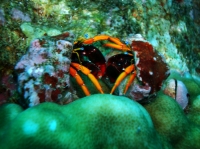 SIMILAN NOV 2008 .PHOTO LORAN (158).JPG