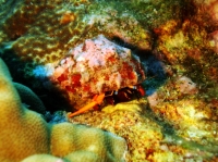 SIMILAN NOV 2008 .PHOTO LORAN (159).JPG