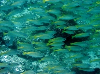SIMILAN nov  2008 .PHOTO ARNOLD (42).JPG