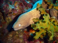 SIMILAN nov  2008 .PHOTO PHILIPPE (71).JPG