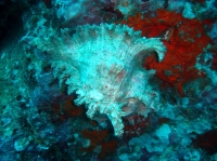 SIMILAN nov  2008 .PHOTO PHILIPPE (74).JPG