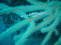 SIMILAN nov  2008 .PHOTO PHILIPPE (79).JPG