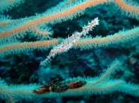 SIMILAN nov  2008 .PHOTO PHILIPPE (84).JPG