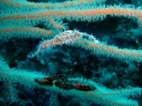 SIMILAN nov  2008 .PHOTO PHILIPPE (85).JPG