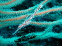 SIMILAN nov  2008 .PHOTO PHILIPPE (86).JPG