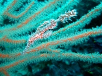 SIMILAN nov  2008 .PHOTO PHILIPPE (87).JPG