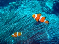 SIMILAN nov  2008 .PHOTO PHILIPPE (90).JPG